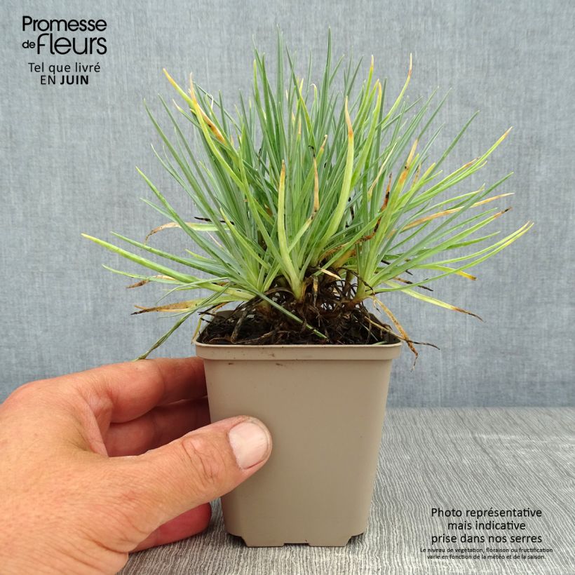 Exemplaar van Grasanjer Doris - Dianthus plumarius Kweekpotje van 8/9 cm zoals geleverd in de zomer