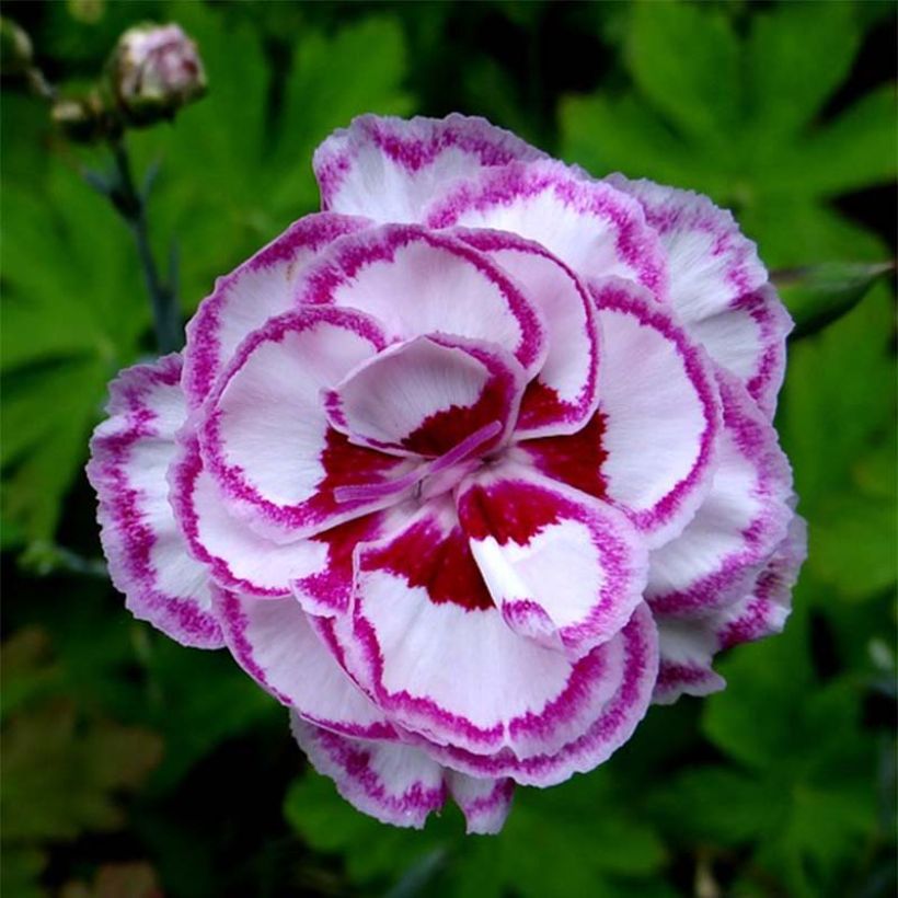 Dianthus plumarius Grans Favourite - Grasanjer (Bloei)