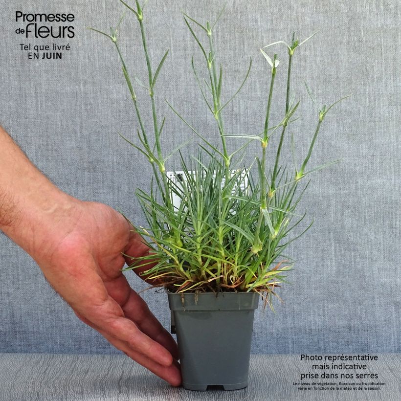 Exemplaar van Dianthus plumarius Grans Favourite - Grasanjer Kweekpotje van 8/9 cm zoals geleverd in de zomer