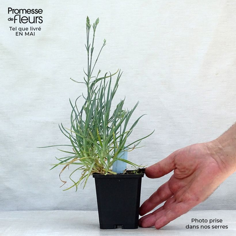 Exemplaar van Grasanjer Haytor Wit - Dianthus plumarius Kweekpotje van 8/9 cm zoals geleverd in de lente