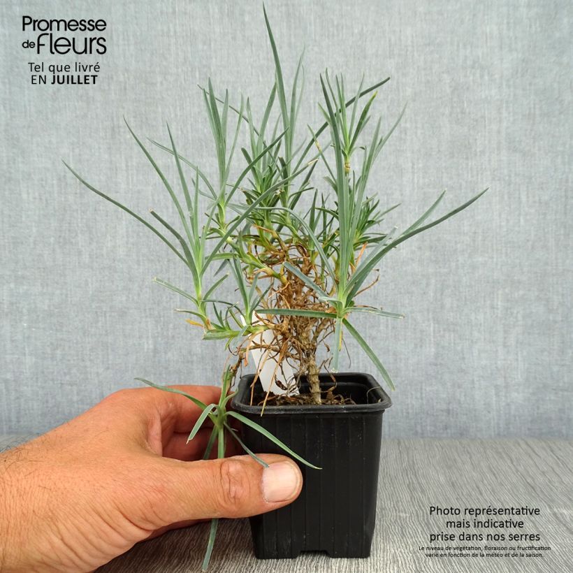 Exemplaar van Grasanjer Haytor Wit - Dianthus plumarius Kweekpotje van 8/9 cm zoals geleverd in de zomer