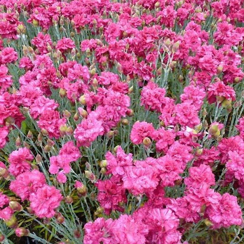 Dianthus plumarius Heidi - Grasanjer (Bloei)