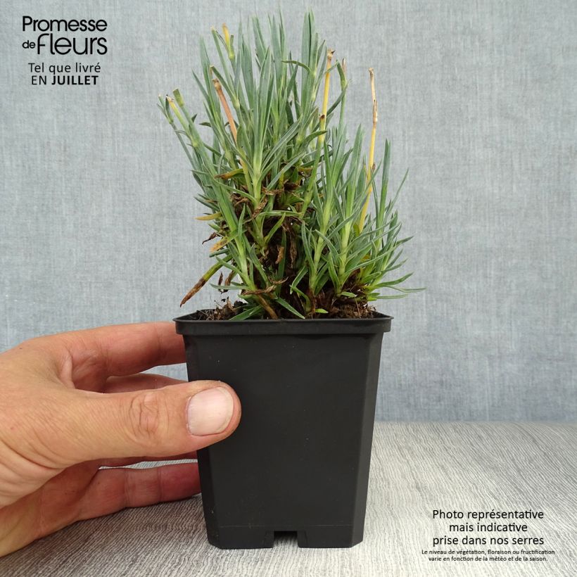 Exemplaar van Dianthus plumarius Heidi - Grasanjer Kweekpotje van 8/9 cm zoals geleverd in de zomer