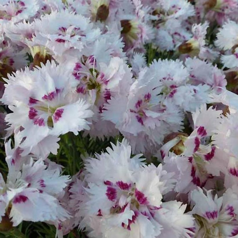 Dianthus plumarius Ine - Grasanjer (Bloei)