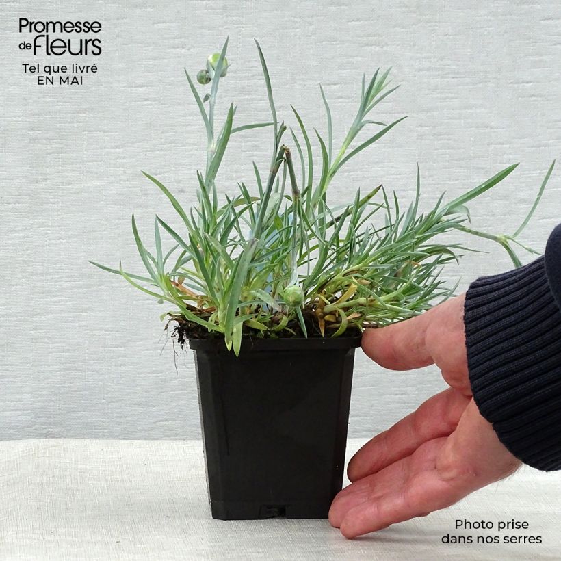 Exemplaar van Dianthus plumarius Ine - Grasanjer Kweekpotje van 8/9 cm zoals geleverd in de lente