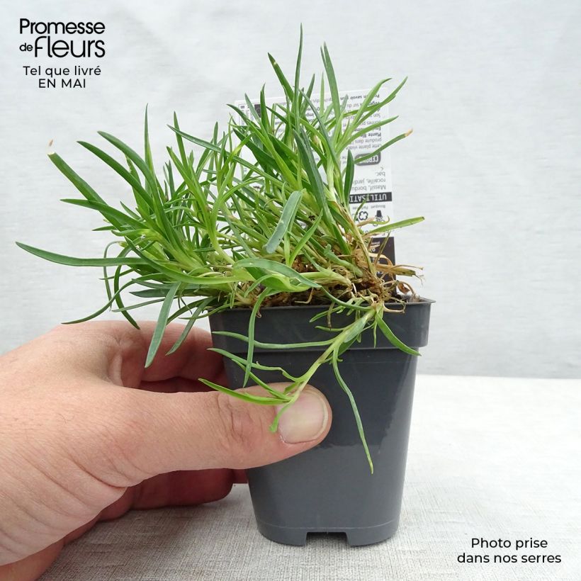 Exemplaar van Dianthus plumarius Laced Monarch - Grasanjer Kweekpotje van 8/9 cm zoals geleverd in de lente