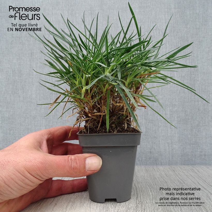 Exemplaar van Dianthus plumarius Laced Monarch - Grasanjer Kweekpotje van 8/9 cm zoals geleverd in de herfst