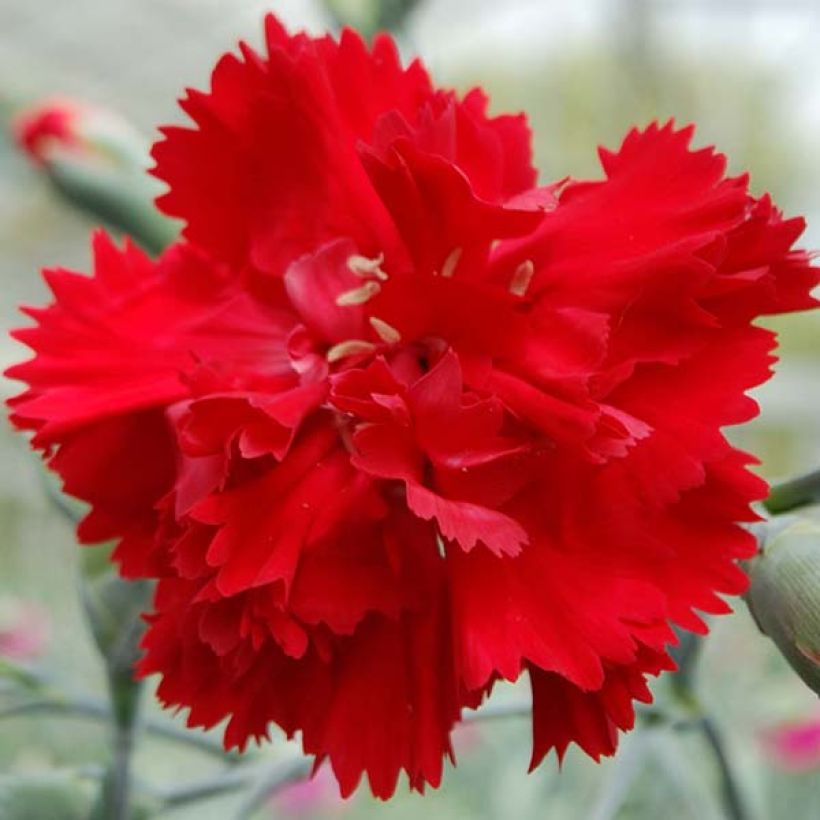 Dianthus plumarius Lady in Red - Grasanjer (Bloei)