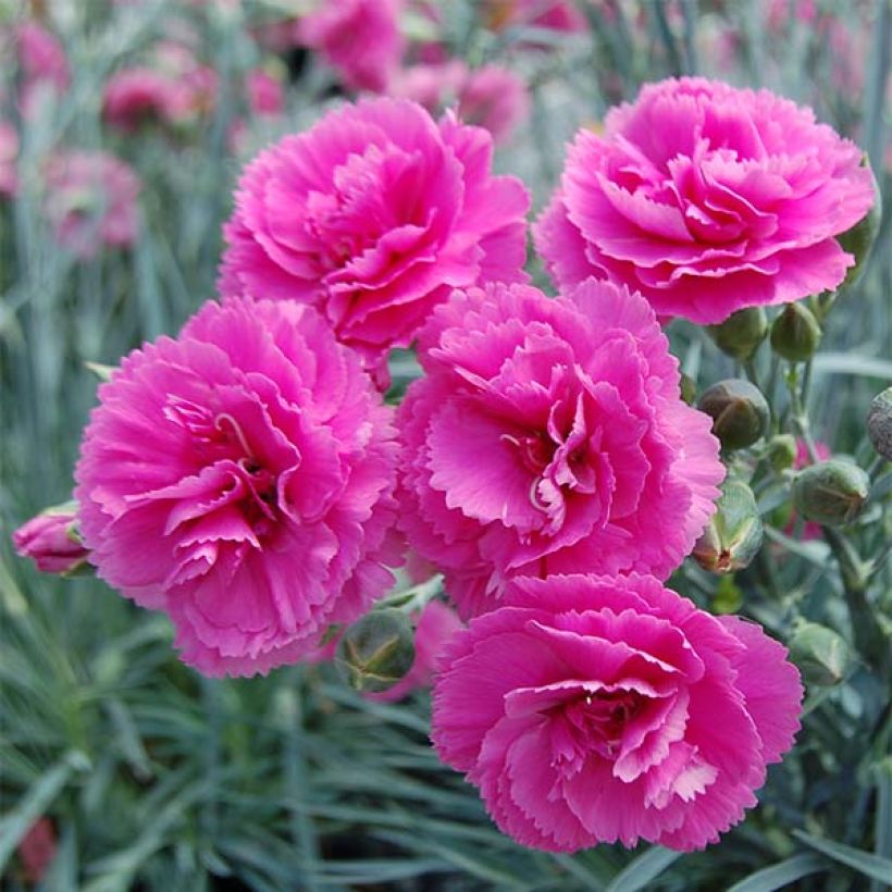 Dianthus plumarius Lily the Pink - Grasanjer (Bloei)