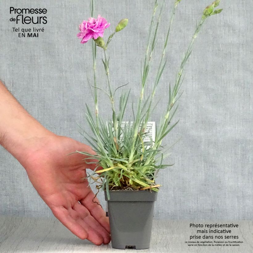 Exemplaar van Dianthus plumarius Lily the Pink - Grasanjer Kweekpotje van 8/9 cm zoals geleverd in de lente