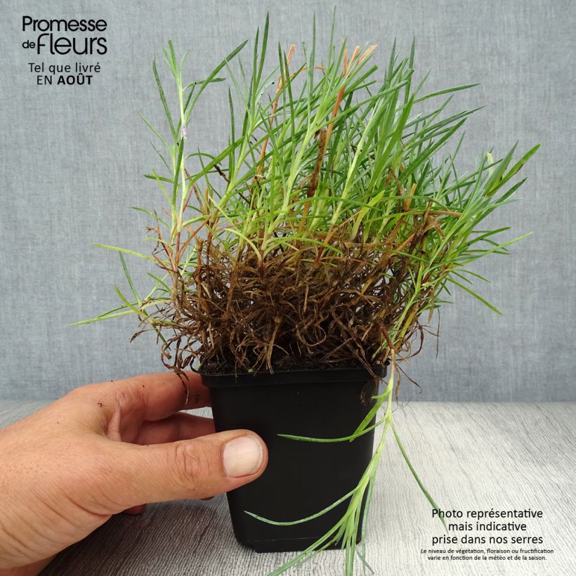 Exemplaar van Dianthus plumarius Maggie - Grasanjer Kweekpotje van 8/9 cm zoals geleverd in de zomer
