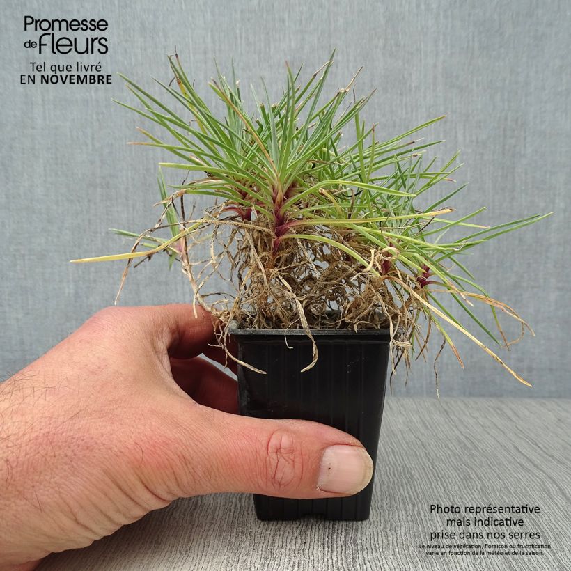 Exemplaar van Dianthus plumarius Moulin Rouge - Grasanjer Kweekpotje van 7/8 cm zoals geleverd in de herfst