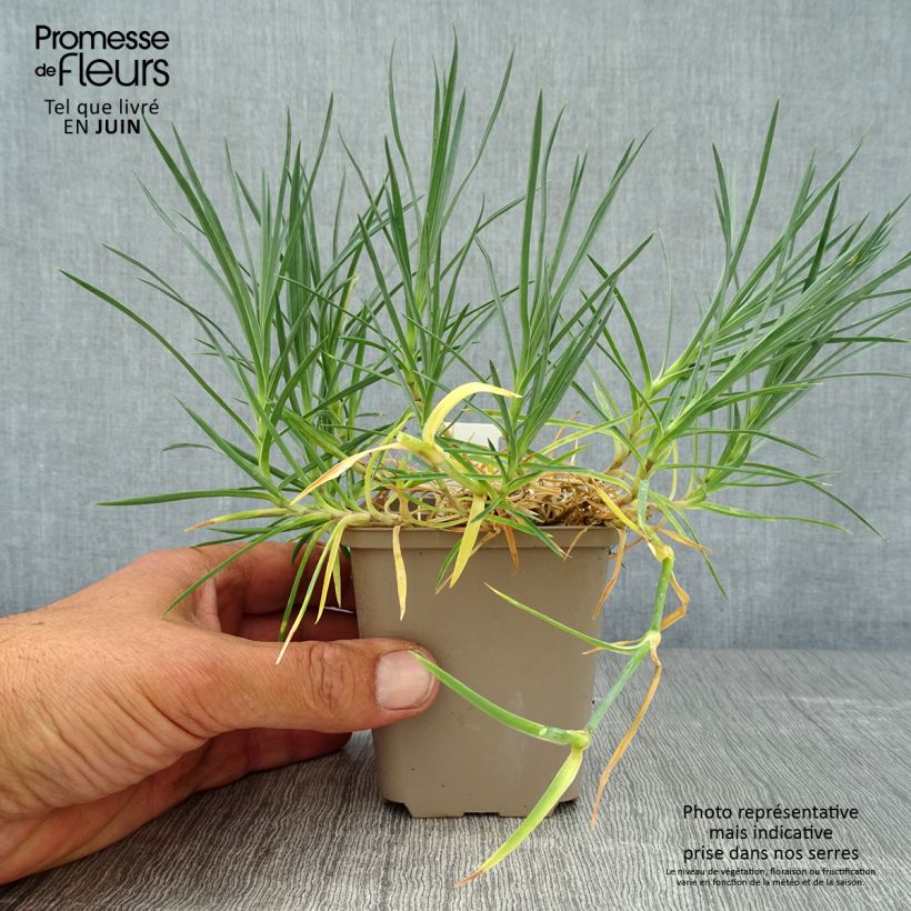 Exemplaar van Dianthus plumarius Mrs Sinkins - Grasanjer Kweekpotje van 8/9 cm zoals geleverd in de zomer