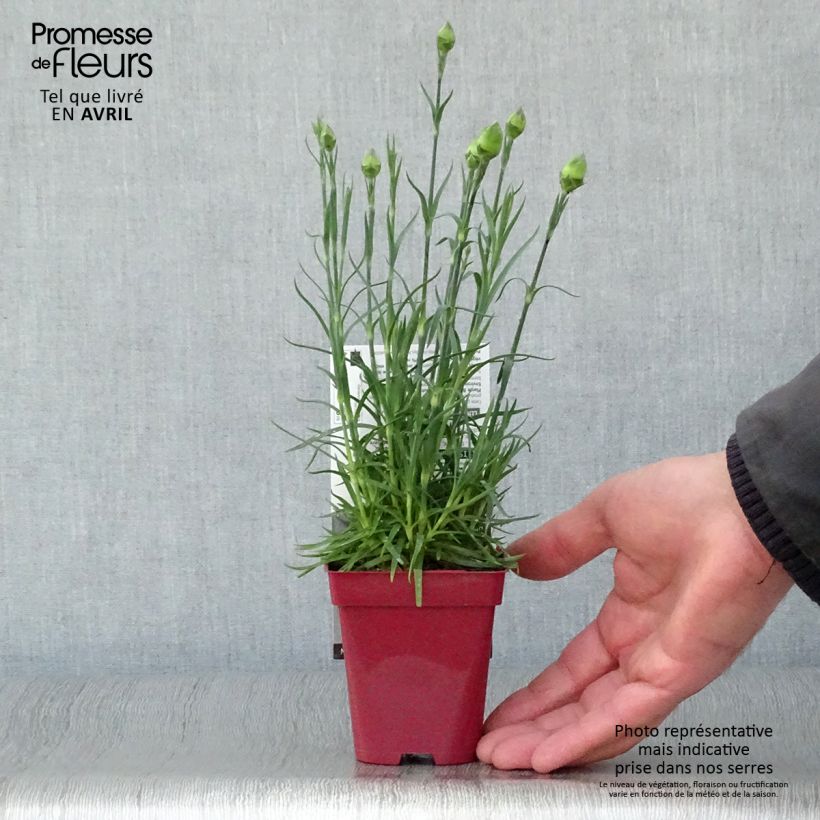 Exemplaar van Dianthus plumarius Passion Hot Red - Grasanjer Kweekpotje van 8/9 cm zoals geleverd in de lente