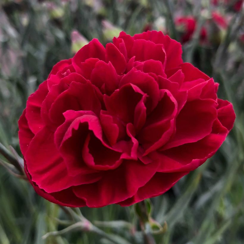 Dianthus plumarius Passion Hot Red - Grasanjer (Bloei)