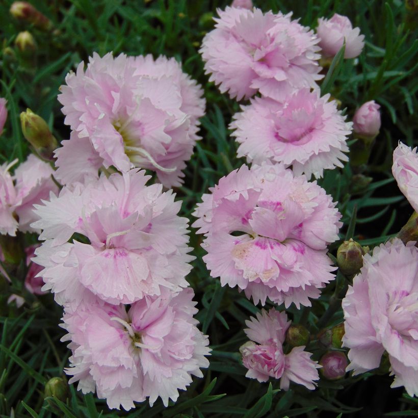 Grasanjer Pike's Pink - Dianthus plumarius (Bloei)