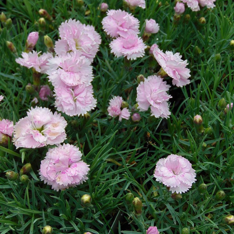 Grasanjer Pike's Pink - Dianthus plumarius (Groeiplaats)
