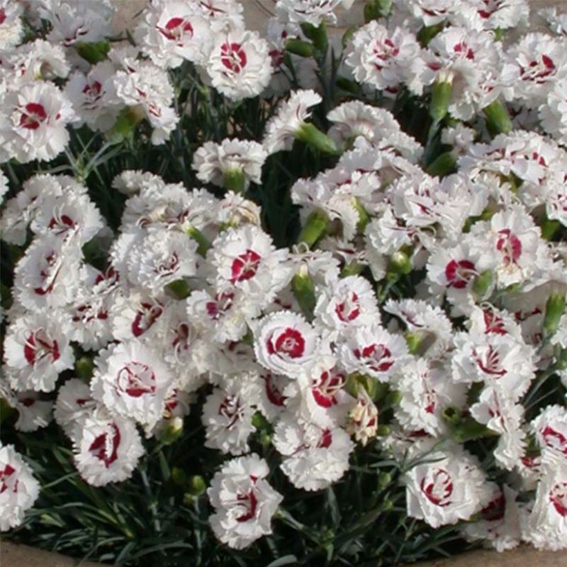 Dianthus plumarius Scent First Coconut Sundae - Grasanjer (Bloei)