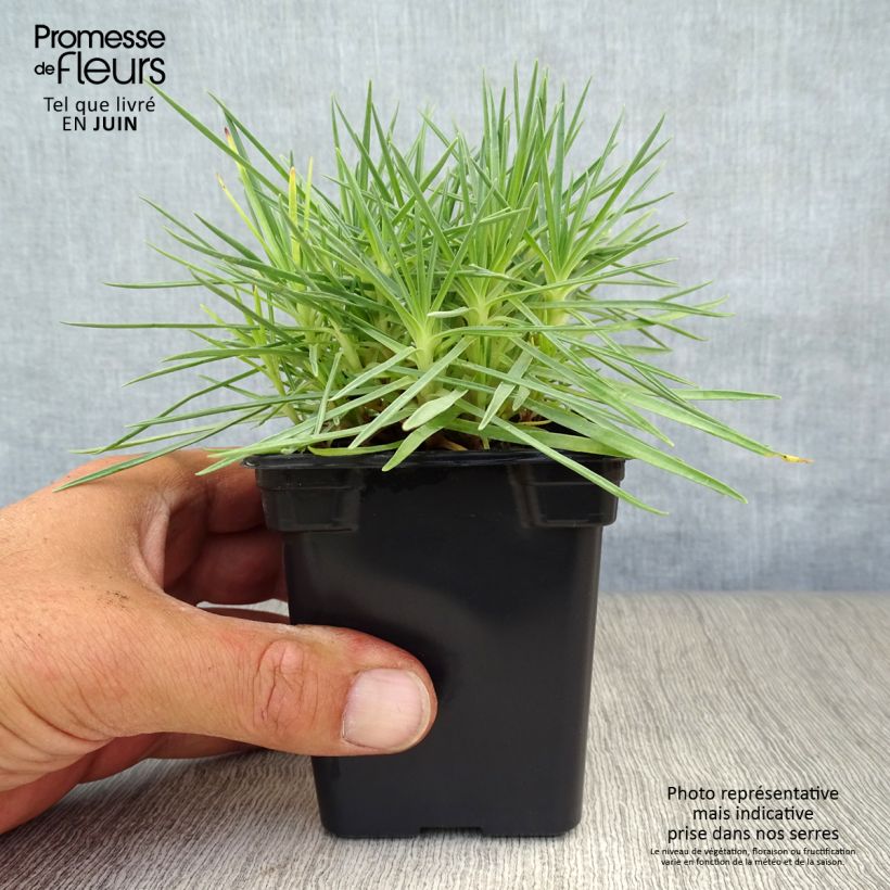 Exemplaar van Dianthus plumarius Scent First Iced Gem - Grasanjer Kweekpotje van 7/8 cm zoals geleverd in de zomer