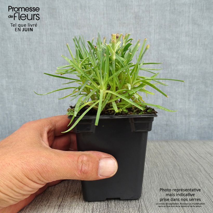 Exemplaar van Dianthus plumarius Scent First Memories - Grasanjer Kweekpotje van 7/8 cm zoals geleverd in de zomer