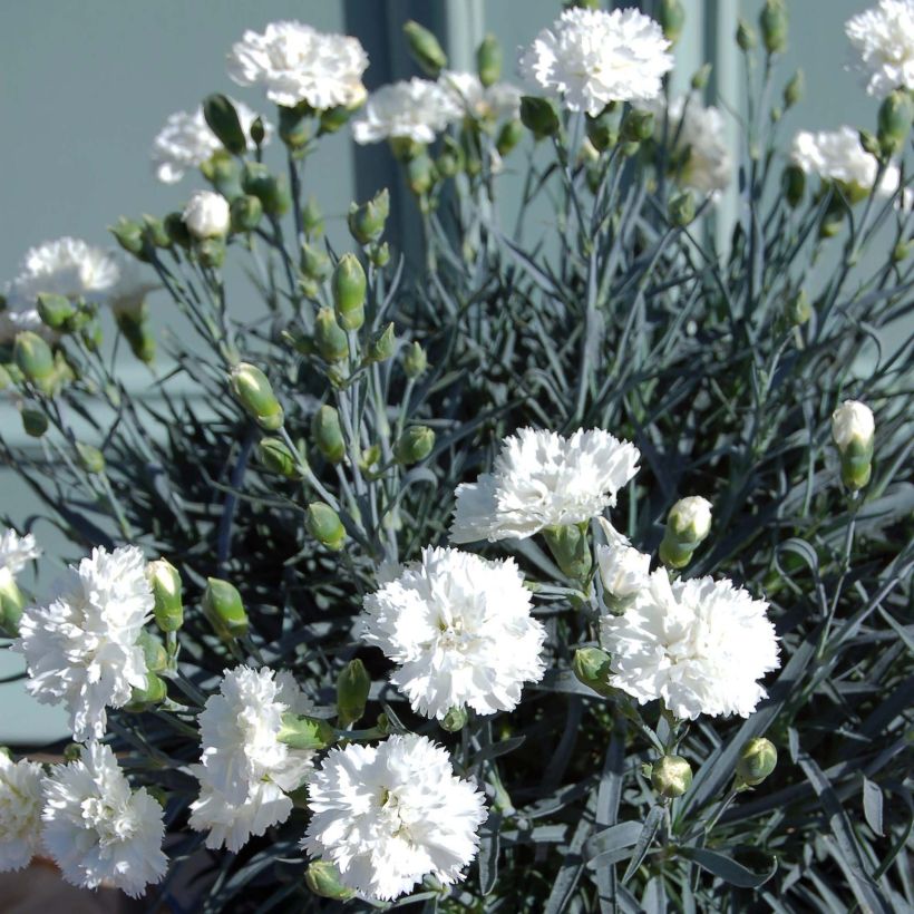 Dianthus plumarius Scent First Memories - Grasanjer (Groeiplaats)