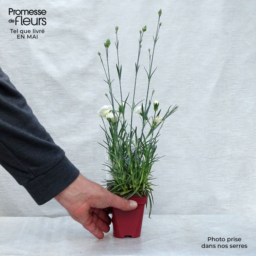 Exemplaar van Dianthus plumarius Scent First Memories - Grasanjer Kweekpotje van 7/8 cm zoals geleverd in de lente