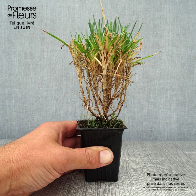 Exemplaar van Dianthus plumarius Scent First Raspberry Sundae - Grasanjer Kweekpotje van 7/8 cm zoals geleverd in de zomer