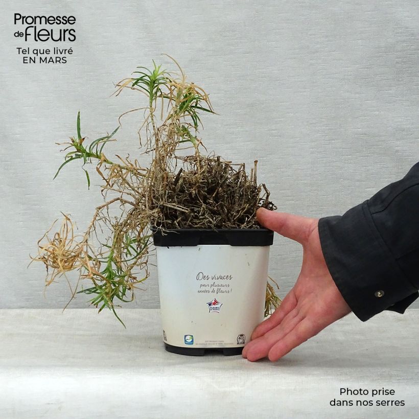 Exemplaar van Dianthus plumarius Scent First Raspberry Sundae - Grasanjer Pot van 2 l/3 l zoals geleverd in de lente