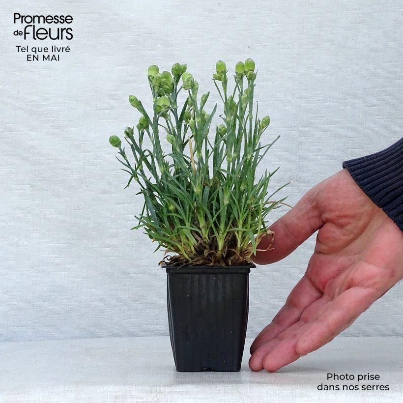 Exemplaar van Dianthus plumarius Scent First Raspberry Sundae - Grasanjer Kweekpotje van 7/8 cm zoals geleverd in de lente