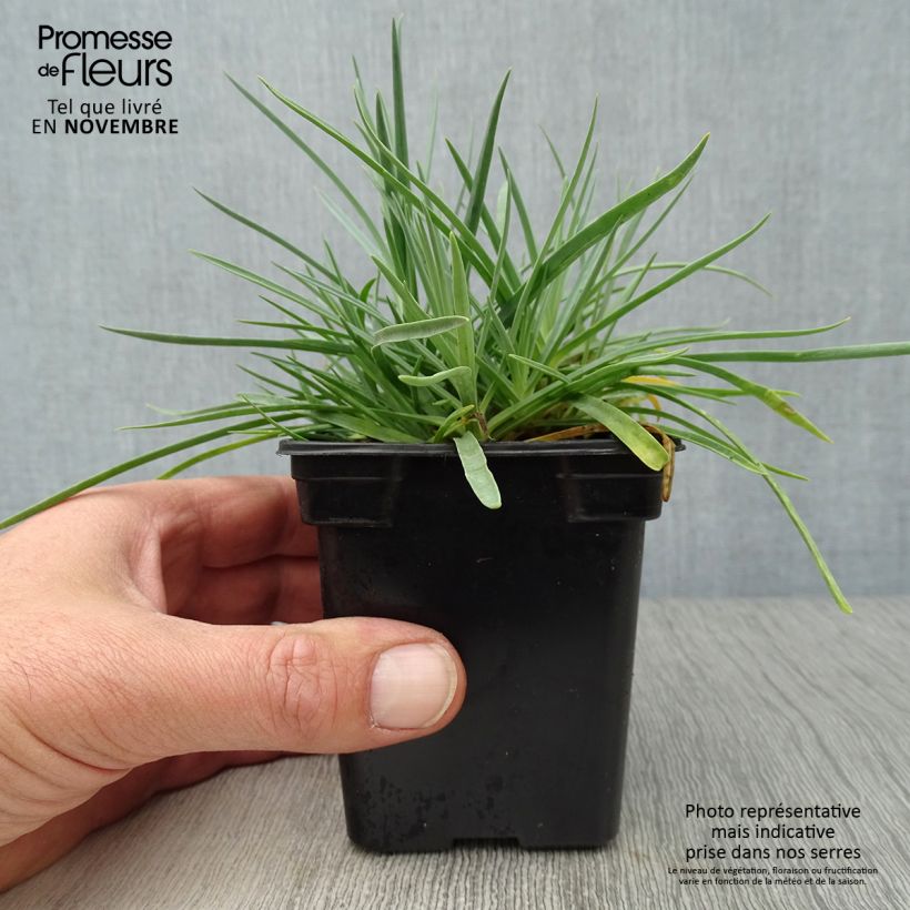 Exemplaar van Dianthus plumarius Scent First Romance - Grasanjer Kweekpotje van 7/8 cm zoals geleverd in de herfst