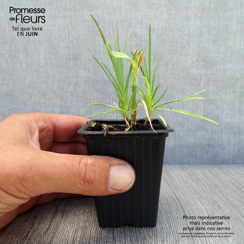 Exemplaar van Dianthus plumarius Scent First Romance - Grasanjer Kweekpotje van 7/8 cm zoals geleverd in de zomer