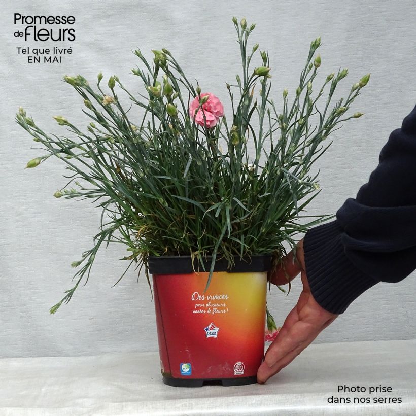 Exemplaar van Dianthus plumarius Scent First Romance - Grasanjer Pot van 2 l/3 l zoals geleverd in de lente