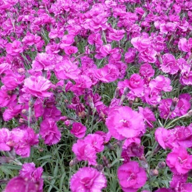 Dianthus plumarius Warden Hybrid - Grasanjer (Bloei)