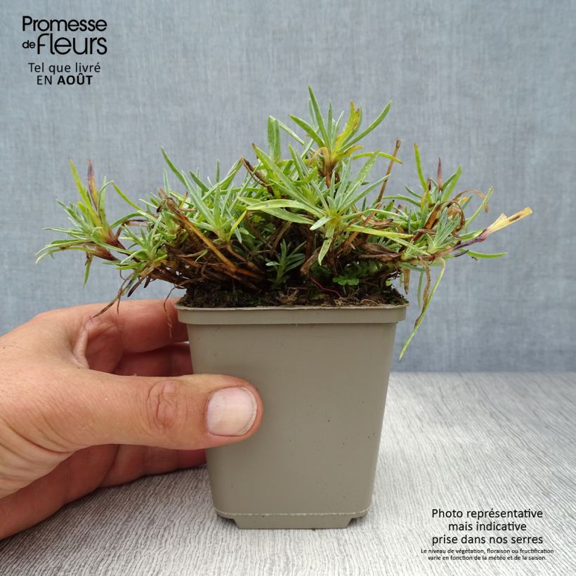 Exemplaar van Dianthus plumarius Warden Hybrid - Grasanjer Kweekpotje van 8/9 cm zoals geleverd in de zomer