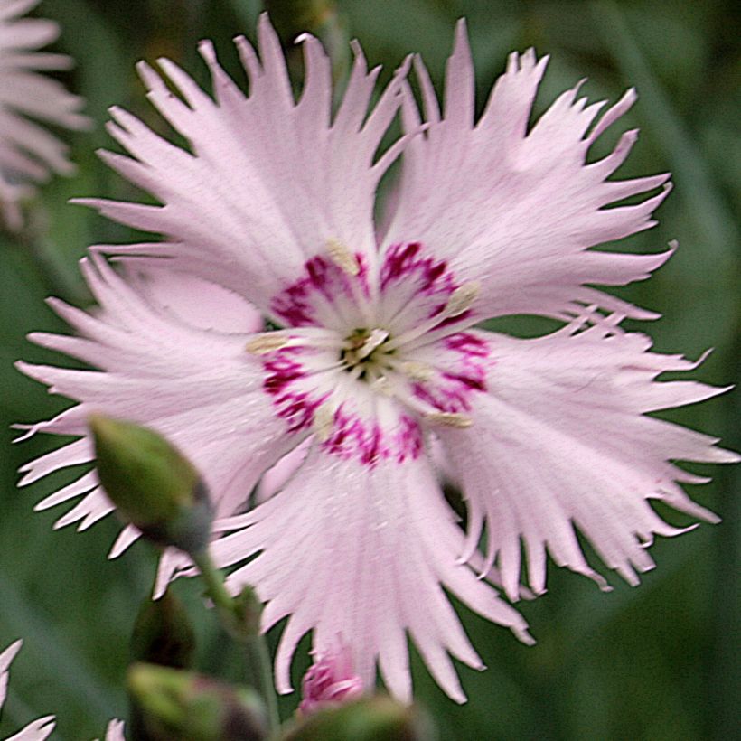 Dianthus spiculifolius - Anjer (Bloei)