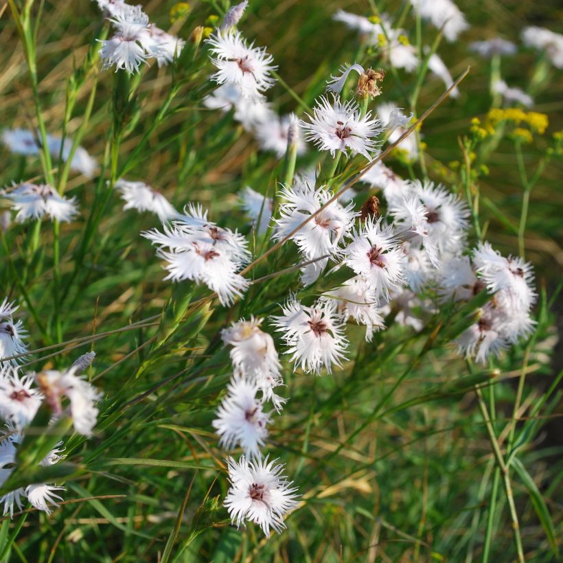 Dianthus superbus - Prachtanjer (Groeiplaats)