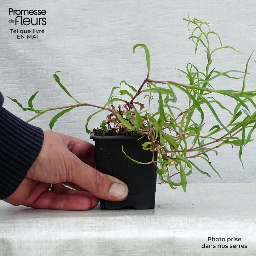 Exemplaar van Dianthus superbus - Prachtanjer Kweekpotje van 8/9 cm zoals geleverd in de lente