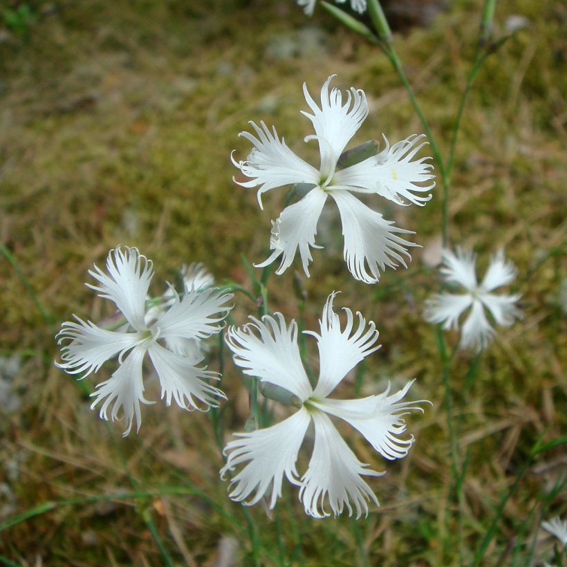 Dianthus Berlin Snow - Anjer (Bloei)
