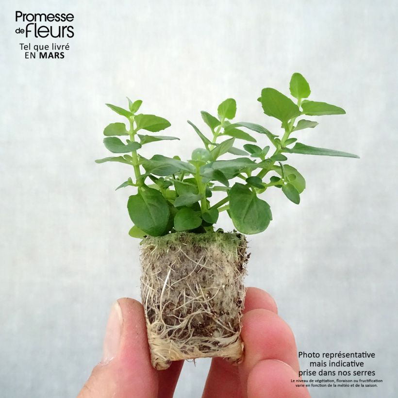 Exemplaar van Diascia Breezee Plus Pink - Elfenspoor Mini-mot Ø 1,5/2,5 cm zoals geleverd in de lente