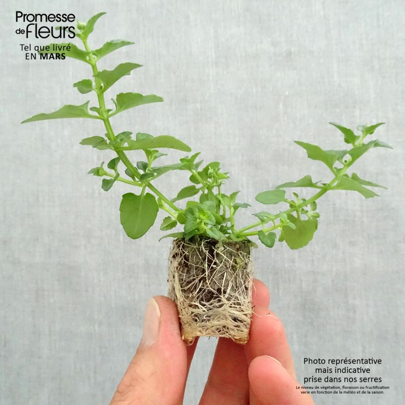 Exemplaar van Diascia Breezee Plus Wit - Elfenspoor Mini-mot Ø 1,5/2,5 cm zoals geleverd in de lente