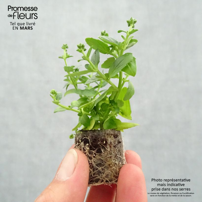 Exemplaar van Diascia Genta Ruby (plugplanten) - Elfenspoor Mini-mot Ø 3/4 cm zoals geleverd in de lente