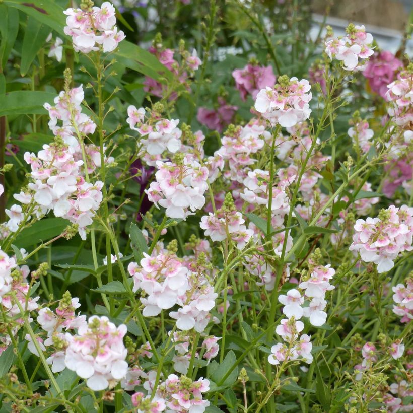 Diascia Sundascia Up Rose Pink - Elfenspoor (Bloei)