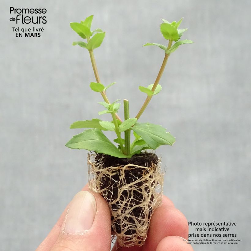 Exemplaar van Diascia Sundascia Up Peach - Elfenspoor Mini-mot Ø 1,5/2,5 cm zoals geleverd in de lente