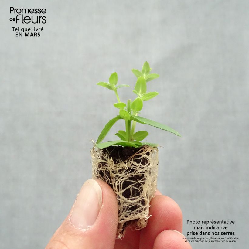 Exemplaar van Diascia Sundascia Up Rose Pink - Elfenspoor Mini-mot Ø 1,5/2,5 cm zoals geleverd in de lente