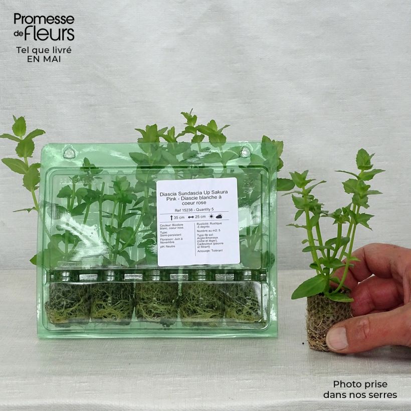 Exemplaar van Diascia Sundascia Up Sakura Pink - Elfenspoor Mini-mot Ø 1,5/2,5 cm zoals geleverd in de lente