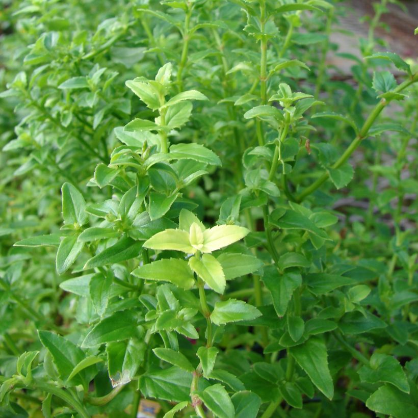 Diascia barberae Ruby Field - Elfenspoor (Blad)