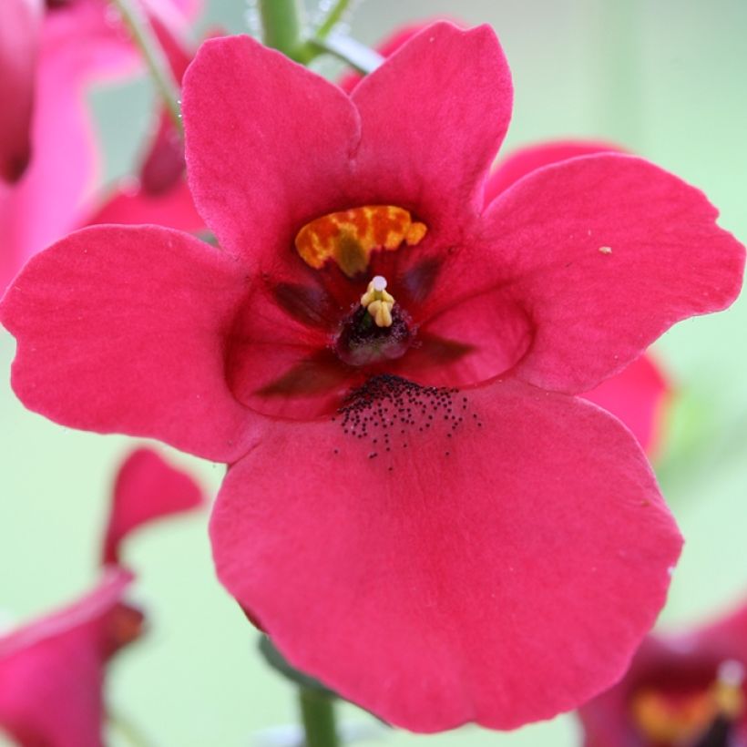 Diascia barberae Ruby Field - Elfenspoor (Bloei)