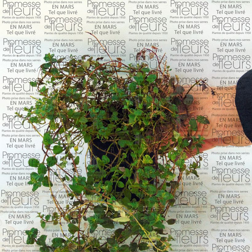 Voorbeeld van een exemplaar van Diascia barberae Blackthorn Apricot - Elfenspoor Kweekpotje van 8/9 cm zoals geleverd