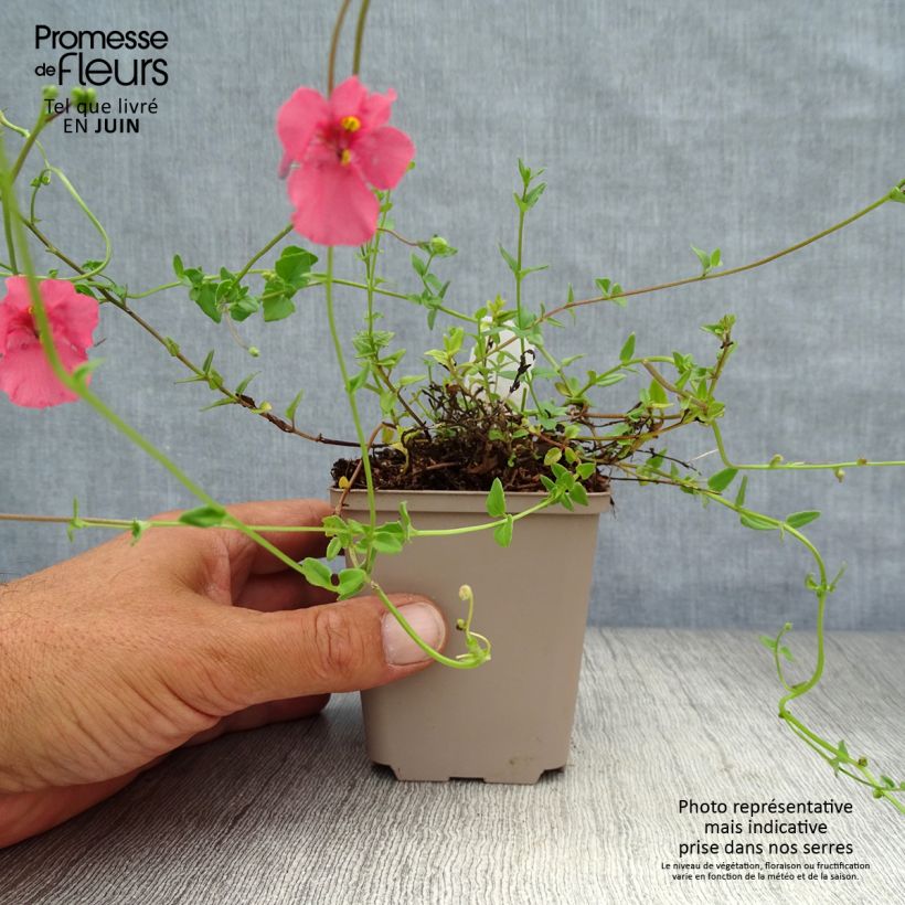 Exemplaar van Diascia barberae Ruby Field - Elfenspoor Kweekpotje van 8/9 cm zoals geleverd in de zomer