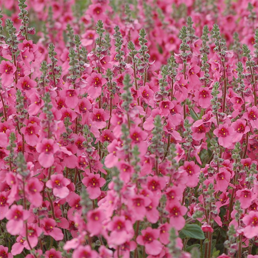 Diascia fetcaniensis - Elfenspoor (Bloei)